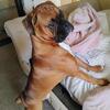 Male Boxer for stud ONLY