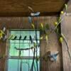 Parakeets Available For Forever Homes