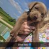 AKC Lab Puppies Available