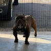 American Bully stud service 