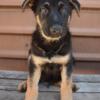 AKC German Shepherd Puppies for Companions & Sports