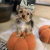 Beautiful AKC registered Yorkie Puppies 