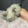 Persian kittens for sale