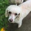 Toy poodle female 3 years old