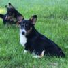 Tri Colored Male Corgi looking for his forever home