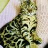 Female Bengal Cat MISO