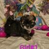 Beautiful Shih Tzu pups