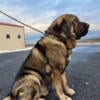 Caucasian Shepherd/Spanish Mastiff male