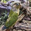 Conures 