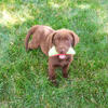 Labrador Puppy - Coco