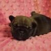 Akc Registered French Bulldogs