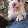 Blue Merle male Australian Shepherd