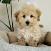 Beautiful F1B Mini Goldendoodles - Available NOW