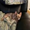 Rehoming Beautiful Adult Female Frenchie 