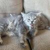 Boy Scottish fold/straight kitten
