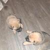 Belgian Malinois Puppies