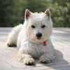 Westie/West Highland Terrier - MN