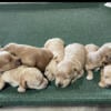 Mini labradoodles pups