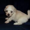 Mich Hal - MaltiPoo male (Toy Poodle/Maltese) -light apricot, non-shedding, about 5.5lbs when grown