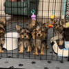 Yorkshire Terriers - tiny, registered, fully vetted