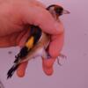 SOLD - European goldfinches / goldfinch - cage born