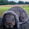 French Lop Blue Doe - born Christmas Day!