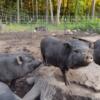 Asian Heritage Hogs (Potbelly Pigs)