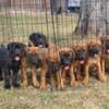 Boerboel puppies! Southern Ohio Boerboels