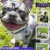 Blue Merle Frenchie for Stud Service! (Proven Fluffy Producer)