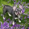 French bulldog Female