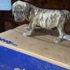 Merle and Brindle Mastiff Puppies