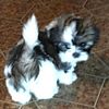 Shih Tzu Puppies / Quality Home Raised/ Registered