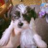 Shorkie female puppies