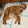 Goldendoodle Puppies