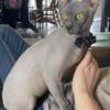 100 % Sphynx Male available for stud