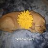 Golden Retriever Puppies - Girls