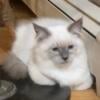 Available for adoption Purebred Hypoallergenic Siberian Female kitten