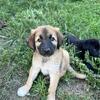 Lab / Anatolian Shepherd Puppies