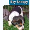 Beagle/ Australian Cattle dog. 100   each