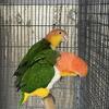 White Bellied Caique Pair