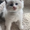 We have ragdoll kittens