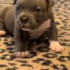 Cute American Pocket Bully Puppy