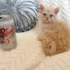 Selkirk Rex kitten Miles