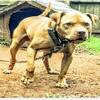 Pitbull for sale he a great dog