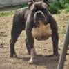 I have an American Bully available asking 850 paperwork in hand