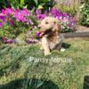 Miniature Goldendoodle puppies