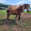Gorgeous AQHA Foals Available 
