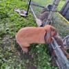 Holland Lop male rabbit