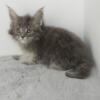 BLUE TABBY FEMALE MAINE COON KITTEN