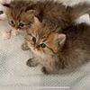 Persian kittens